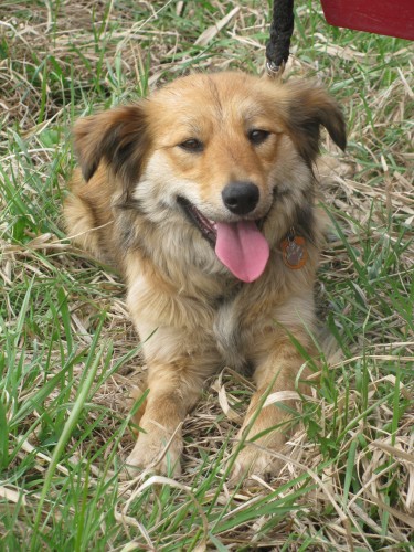 FENA K�͎ENCE BORDER KOLIE