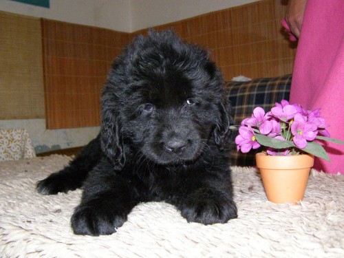 Novofundlandsk� pes s PP