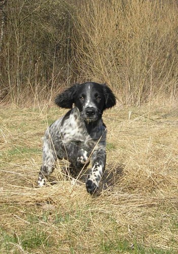 Prod�m �t��ata-velk� m�nsterlandsk� oha�