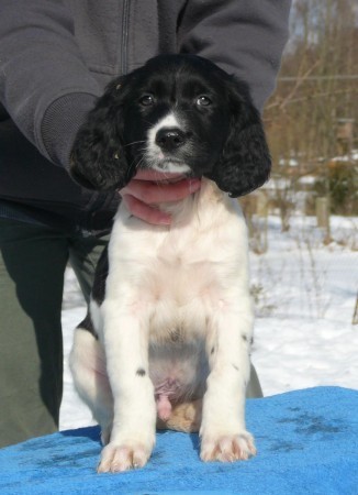 Prod�m �t��ata velk�ho m�nsterlandsk�ho oha�e