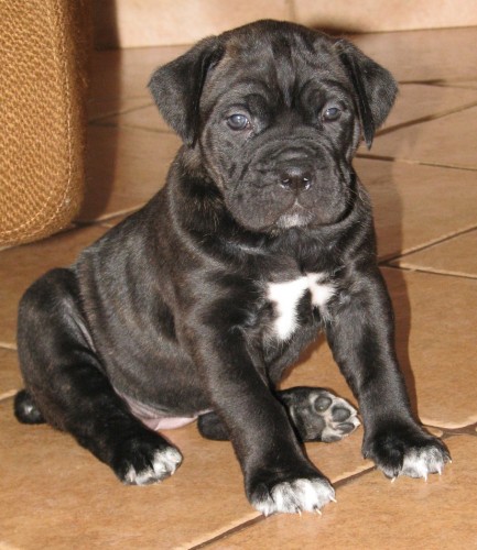 �t��ata Cane corso s PP