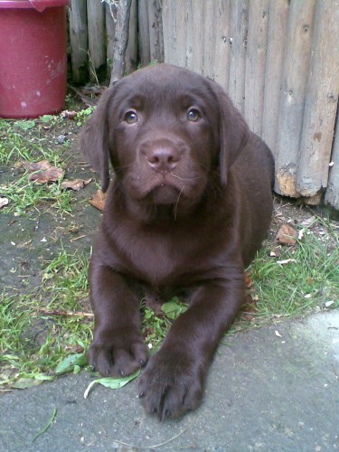 Zad�v�me hn�d� a �ern� �t���tka labradorsk�ho retrievera