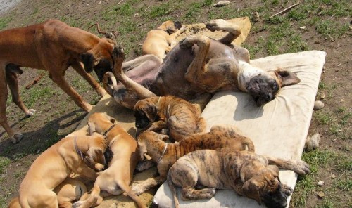 n�meck� doga s PP