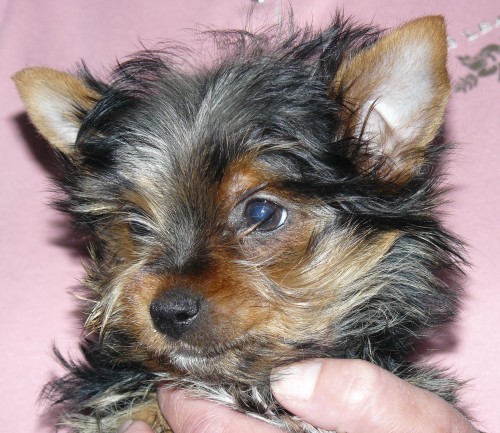 Jork��rsk� terier