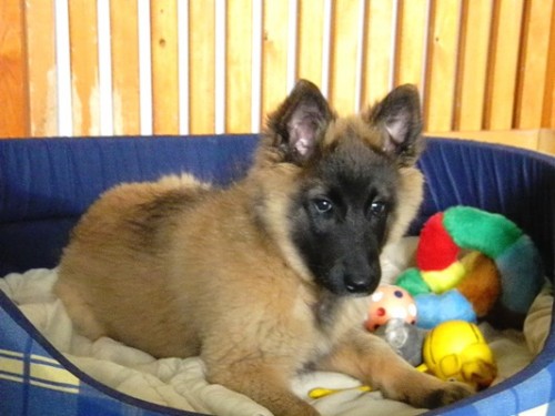 Belgick� ov��k-Tervueren