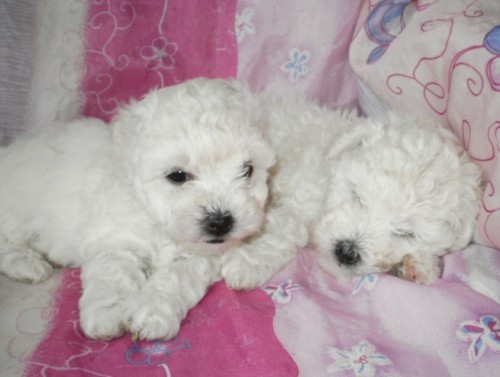 Bolo�sk� ps�k - �t���tka