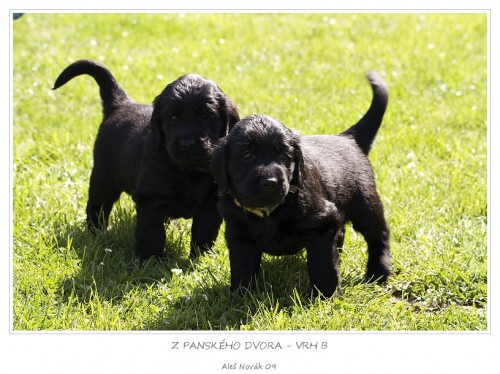 Pracovn� Flat coated retr�vr