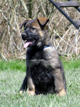 N�meck� ov��k - �t��ata s PP