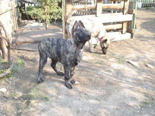 Holandsk� ov��k s PP-pes