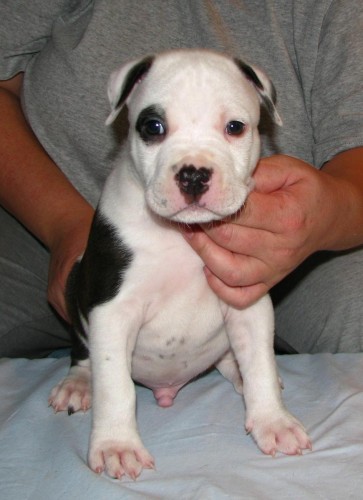 Americk� staford�irsk� teri�r  pejsek