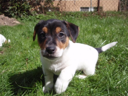 Jack Russel terier s PP