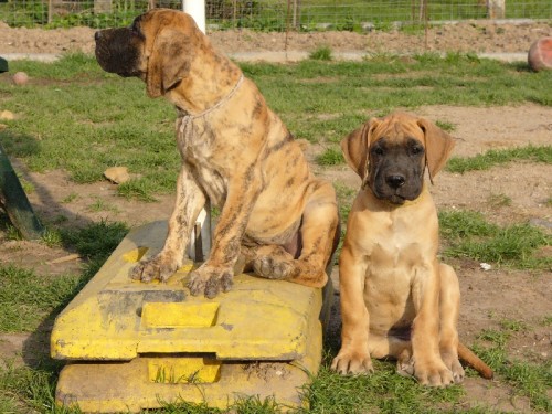 n�meck� doga s PP