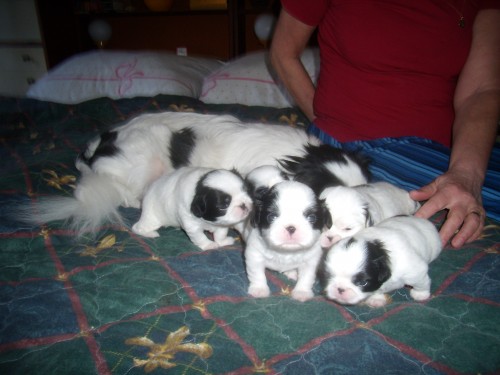 �t���tka japan china