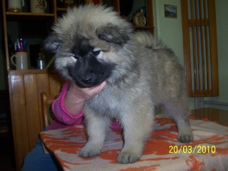 �t��ata eurasiera