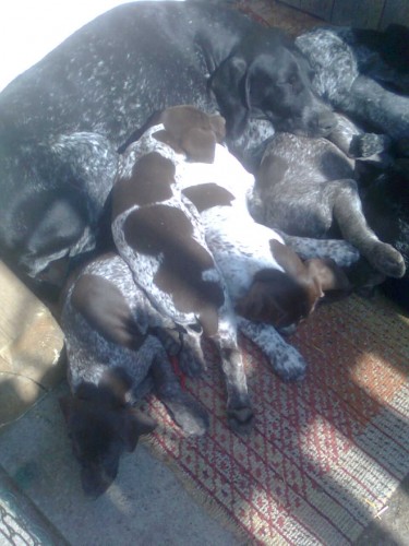 Pejsek NKO - hn�d� b�lou�