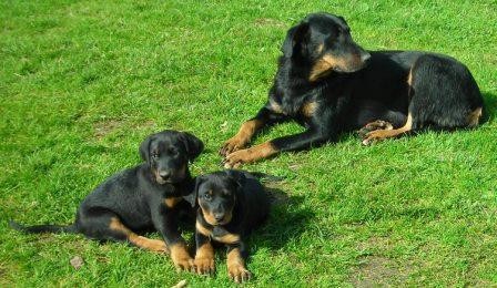 BEAUCERON - FRANCOUZSK� OV��K