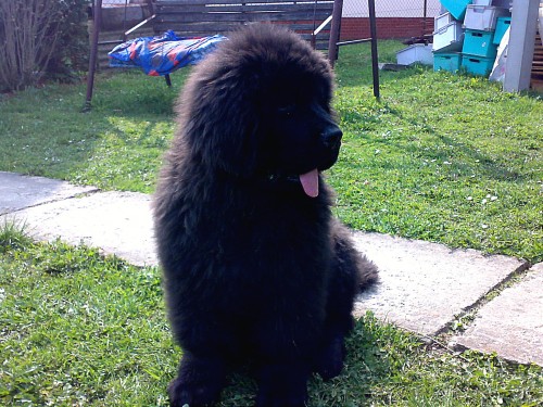 Novofundlandsk� pes