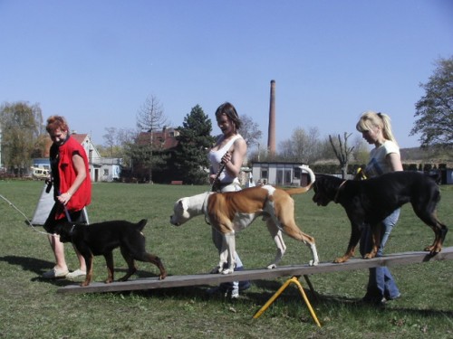 Intenzivn� kurz poslu�nosti ps� Teplice - �etenice