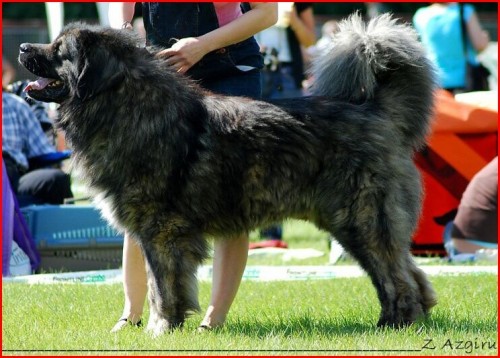 Kavkazsk� pasteveck� pes s PP FCI
