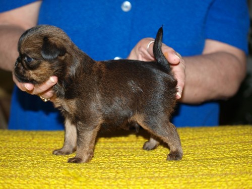 Grifonek bruselsk�