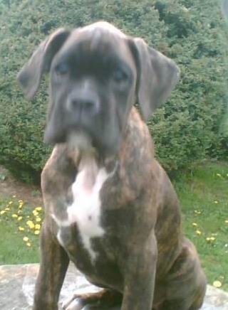 �t���tko N�meck�ho boxera s PP