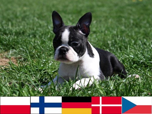 Tvorba ps�ch WWW - Design - Grafick� pr�ce - sleva 50 % pro prvn�ch 10 z�kazn�k�