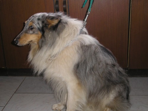 �ELTIE - prod�m pejska bez PP - 2 roky