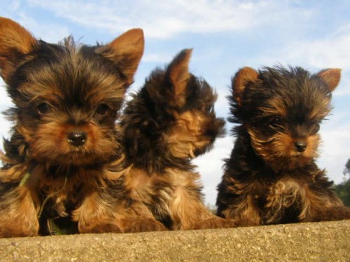 jork�irsky terier mini