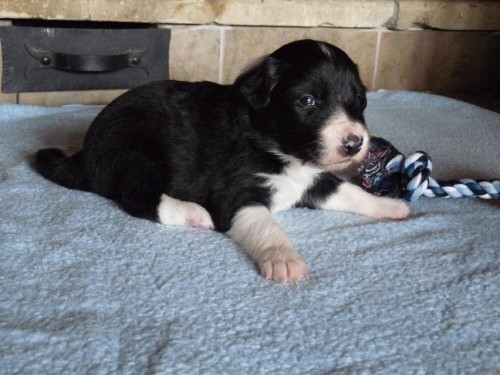 �t��ata Border kolie s PP