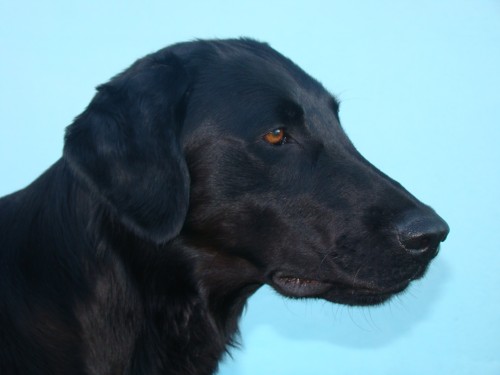 �t���tka Flat coated retrievera