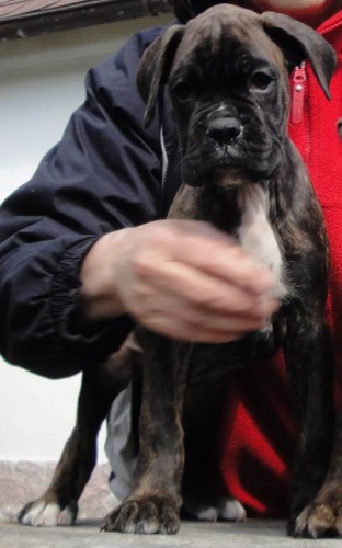 �t���tko N�meck�ho boxera s PP