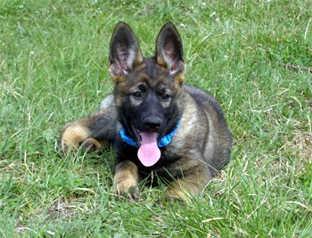 N�meck� ov��k - fenka s PP