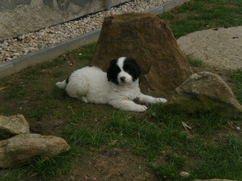 Landseer - �t��ata s PP.