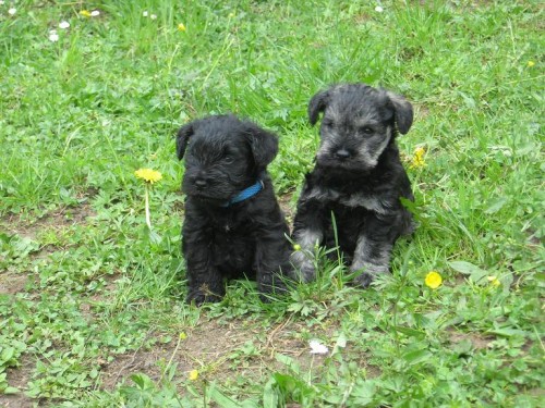 �t���tka �ern� i p+s