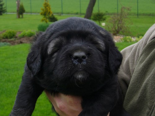 Kavkazsk� pasteveck� pes