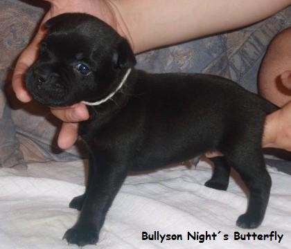 Staford��rsk� bulteri�r