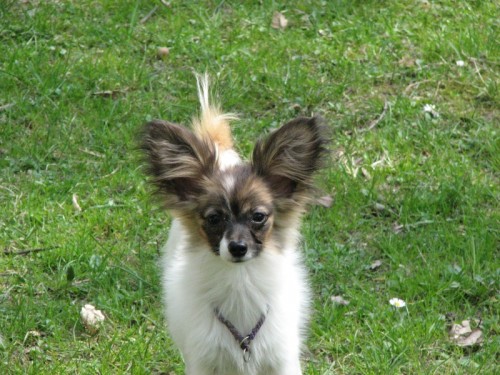 Papillon - mot�lek