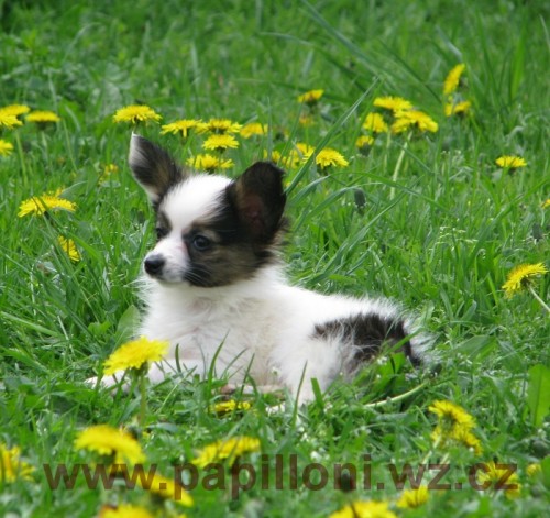 papillon , mot�lek