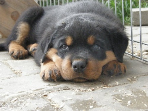 Prod�m �t�n�tka Rtw s PP