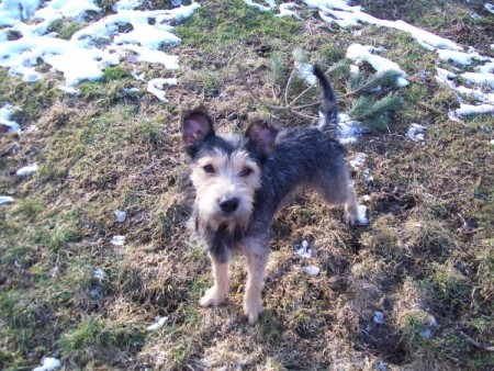 K��enec kn�ra�e - pes