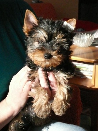 Jork��rsk� terier