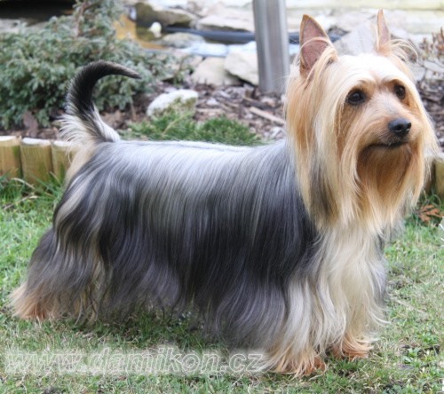�t�n�tka silky teriera
