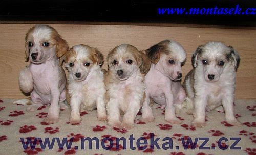 ��nsk� chocholat� pes