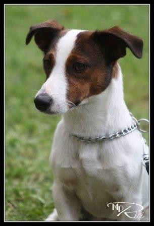 Jack Russel ke kryt�