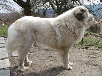 Pyrenejsk� horsk� pes s PP