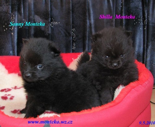 n�meck� �pic mal� a trpasli��