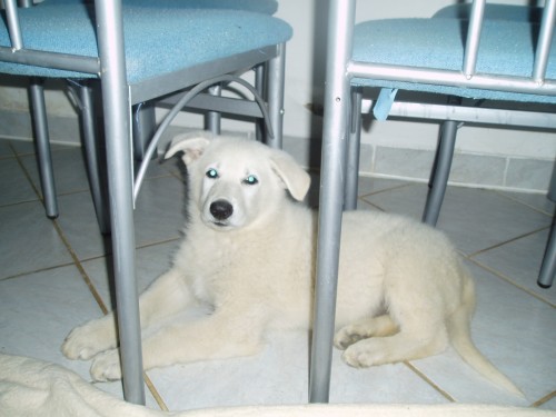 BILY SVYCARSKY OV�AK