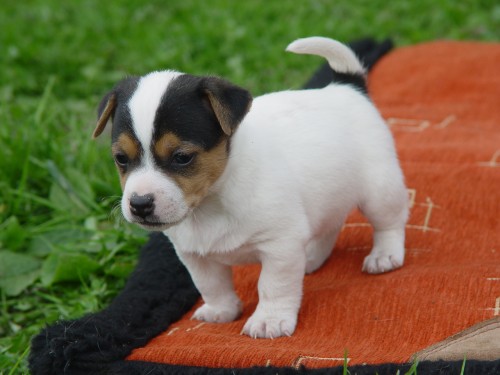 prod�m �t�n� jack russell terier