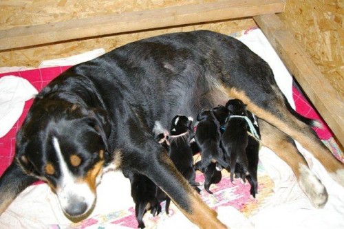 velk� �v�carsk� sala�nick�