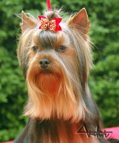 Jork��rsky terrier